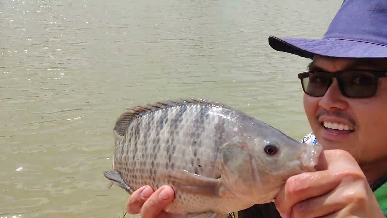 PESCA NA DIÁRIA: MUITO VENTO,  VARÃO DE 4,5M, A BÓINHA AFUNDANDO E TILÁPIAS SAINDO NO BICHINHO