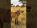 This Wolf Isn’t Actually a Wolf 🐺