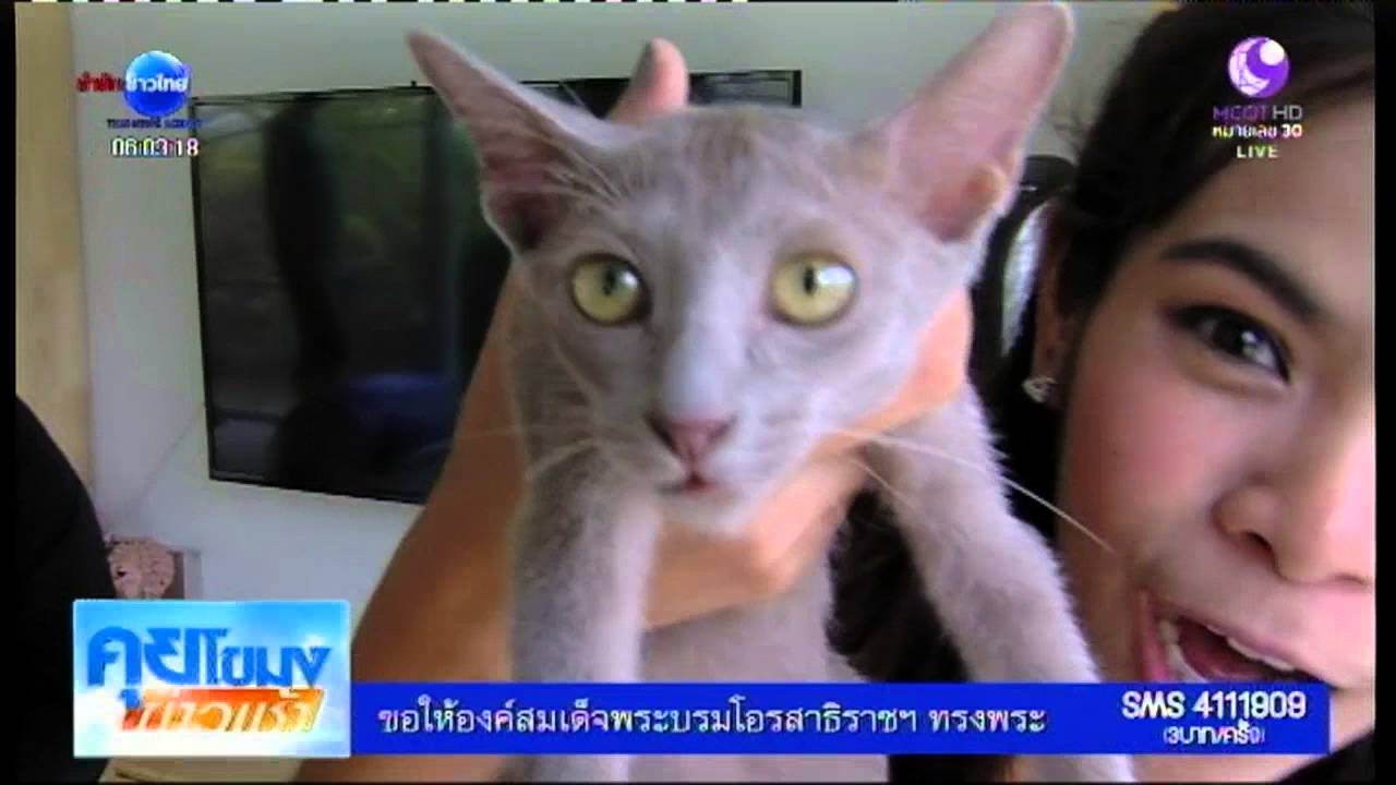 เห็นแล้วอึ้ง : แมวไทยหายากที่สุดในโลก - Youtube