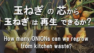 タマネギの芯から、いくつ再生出来るか!?