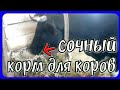 повышаем удои//как повысить удой у коров в зимнее время