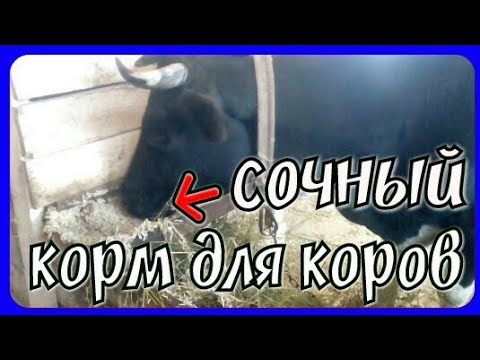 повышаем удои//как повысить удой у коров в зимнее время