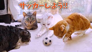 猫サッカーしよう！ by 短足だっていいじゃん 100 views 4 weeks ago 9 minutes, 1 second