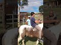 Amansando cavalo