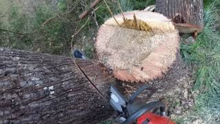 Celebrity Tree cleanup made easy Net Worth