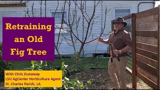 Retraining Old Fig Tree