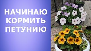 Петуния на 1 июня. Начинаю кормить.