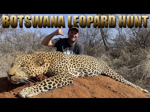 Leopard Hunting with Dogs - Botswana 2023 - Full Movie