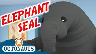 Octonauts - The Enormous Elephant Seal | Full Episode | Cartoons for Kids screenshot 5