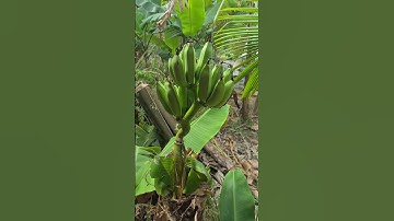 Độc lạ miền tây và sức sống mãnh liệt của cây chuối đã bị chặt