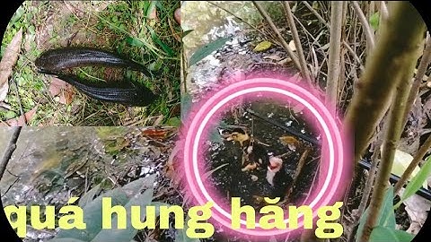 ổ khói đèn khủng. câu cá lóc bằng vịt con