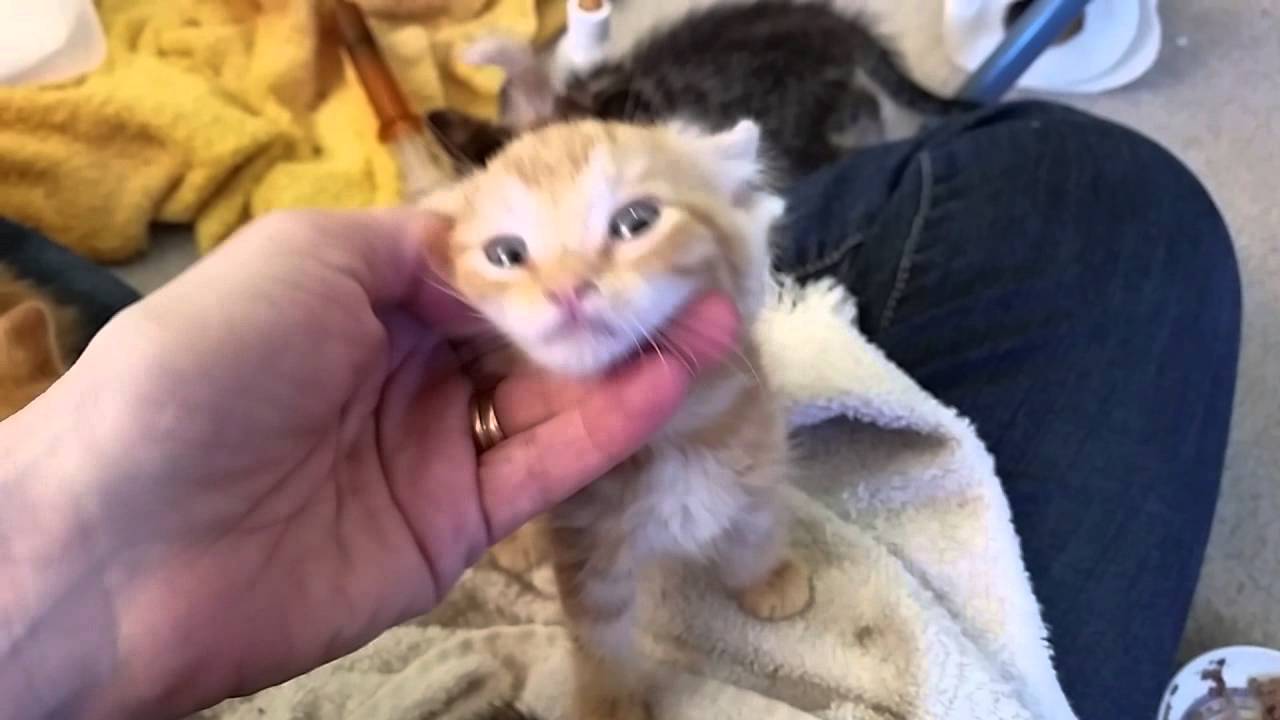 Early kitten paper towel shredding lesson practice YouTube