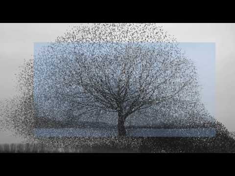 Mietze Conte - Mietze Conte - lavender (feat. 1tbsp)