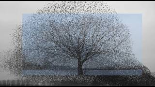 Mietze Conte - lavender (feat. 1tbsp) - Mietze Conte