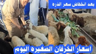 اسعار الخرفان الصغيره اليوم من سوق السبت للمواشى بعد انخفاض سعر الذره والعلف