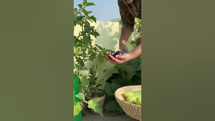 What’s all growing in my third floor kitchen garden! #monsoonharvest