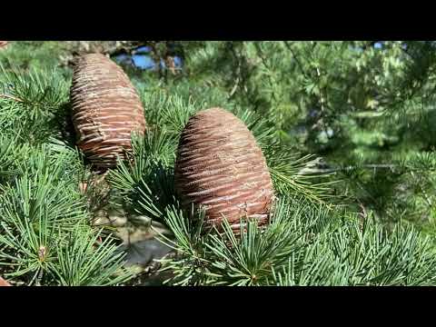 Video: Himalayan Cedar (49 Photos): Description Of The Deodar Cedar And Its Cones. Characteristics Of The Varieties 