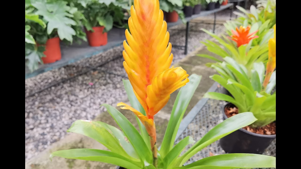 Pluma de Indio bromelia. - thptnganamst.edu.vn