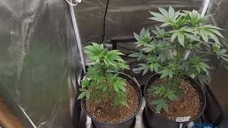 Episode 22: week 3 flower and some pollinated Critical Amnesia @spiderfarmer #g4500