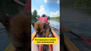 Инструкция к собаке для тревожников❗️Проверенный спрей от комаров с безопасным составом арт WW319821