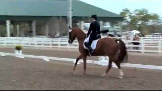 Ornato: dressage school master for sale ...