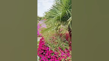 القارئ فارس عباد #قران_كريم #المصحف #اكسبلور #flowers #راحة_نفسية