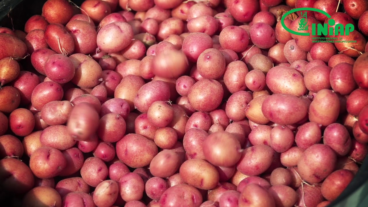 Control de malezas (papa)