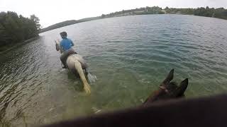 Codorus State Park Horse Swimming