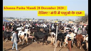 Khanna Pashu Mandi 28 December 2020 |  देखिए ! मंडी में पशुओ के दाम |