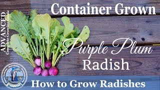 How to Grow Radishes in Container (ADVANCED)  Complete Growing Guide