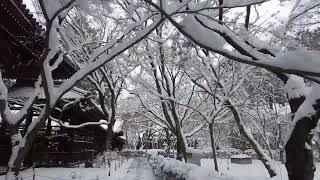 雪　猫　カバー　吉田拓郎　Kyoto,JAPAN [grageband][cover]