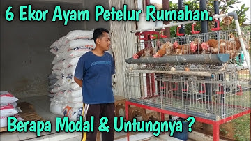 6 Ekor Ayam Petelur Rumahan. Berapa Modal Dan Keuntungan ?
