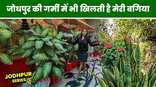 50 डिग्री तापमान में भी खिलती है इनकी बगिया  Know How to Grow Plants in Summer Jodhpur EP16
