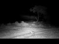 Djuma: Hyena walking by heading towards the lodge - 18:37 - 07/30/2022