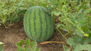 Lots of big and small watermelons.