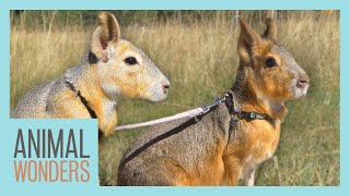 Can You Walk Two Cavies At the Same Time?