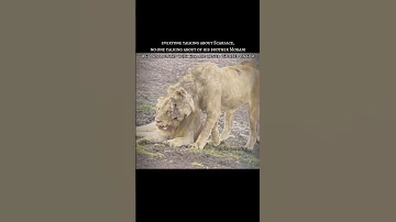 Morani The Real Brother Lion King Morani And Scarface Bond Shorts Youtubeshorts Viralshort 
