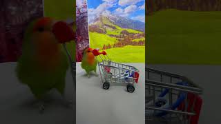 Bird Training : Smart Lovebird Parrot | Smart Little Cute Parrot #Training #Smartparrot #Cute