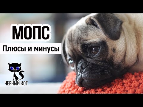 ✔ Мопс: плюсы и минусы породы. Хорошее и плохое
