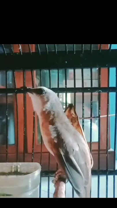 trucuk emosi ngebren#trucukngebren #trucukantarung #trucukanribut #shorts