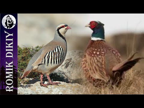 Видео: Охота на кеклика и фазана. Октябрь 2023г