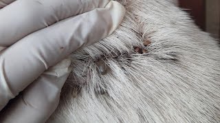 THE BEST SAVED FOR DOG! Get Rid Of Dog's Fleas And Ticks