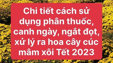 Chi tiết cách sử dụng phân thuốc, canh ngày, ngắt đọt cây cúc mâm xôi vụ Tết 2023