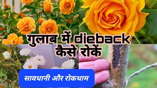 गुलाब में डाइबैक की बीमारी क्यों होती हैं और कैसे ठीक करें ? How to Control Rose Dieback Desease |