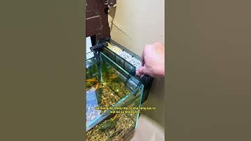 Lọc nước 4 tầng: Công nghệ mới cho bể cá dưới 60cm #notashopvn #tuanaquarium #aquarium #fish #fyp