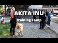 Akita Inu výcvikový kemp | Štěně Takara