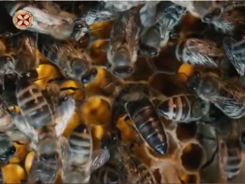 ლექციები მეფუტკრეობაზე - 57 ფუტკრის ინვაზიური დაავადებები–ნოზემატოზი  ( მეორე ნაწილი )