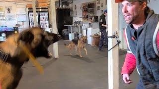 Starting my Malinois on the Bite Suit