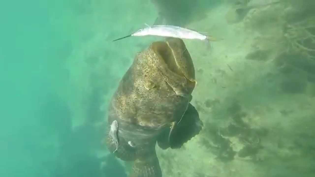 slowmo grouper bite