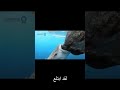 شاهد أذكى الحيوانات البحرية حيوانات ذكية سوف تبهرك غرائب وطرائف عالم البحار Shorts شاهد أذكى الحيوانات البحرية حيوانات ذكية سوف تبهرك غرائب وطرائف عالم البحار Shorts